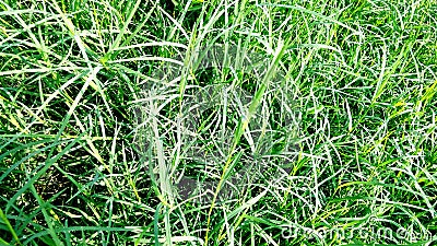 Cynodon dactylon dubh barmuda grass Stock Photo